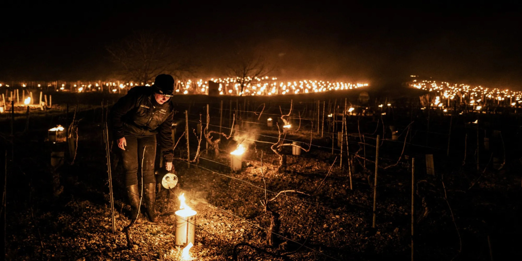 Des bougies anti-gel installées entre les vignes en hiver