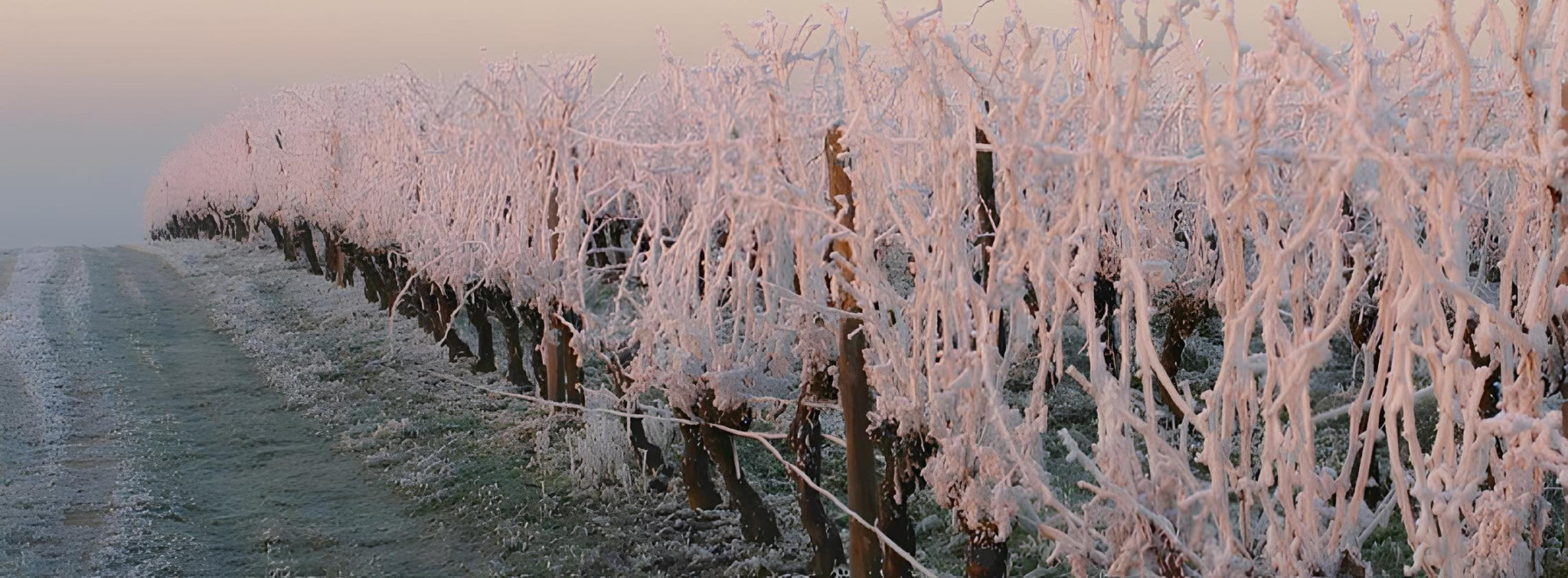 Les vignes sous la neige à Bordeaux © Vins de Bordeaux