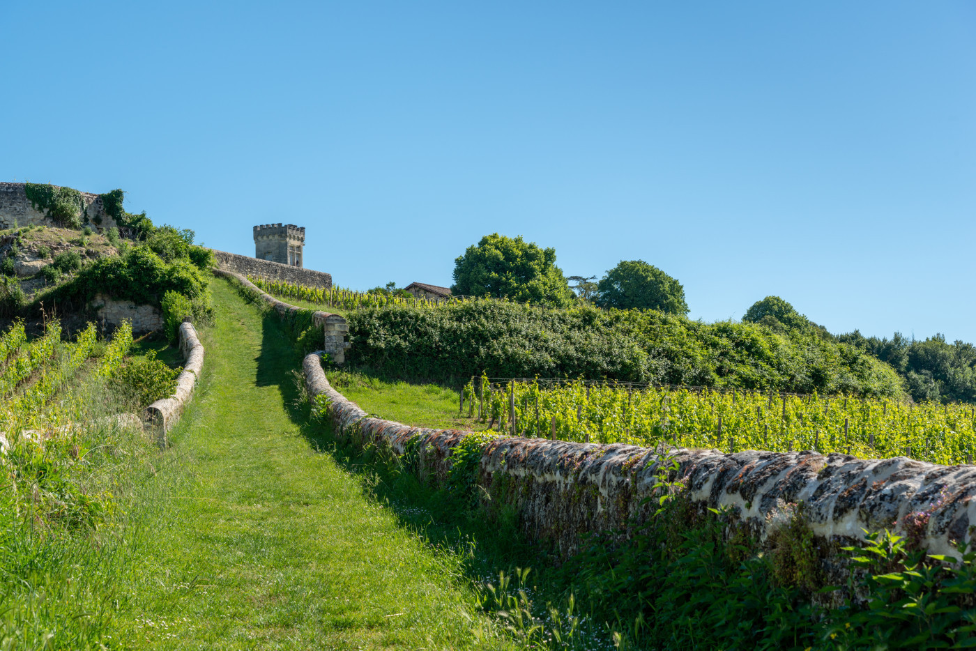 vignes de Saint Emilion