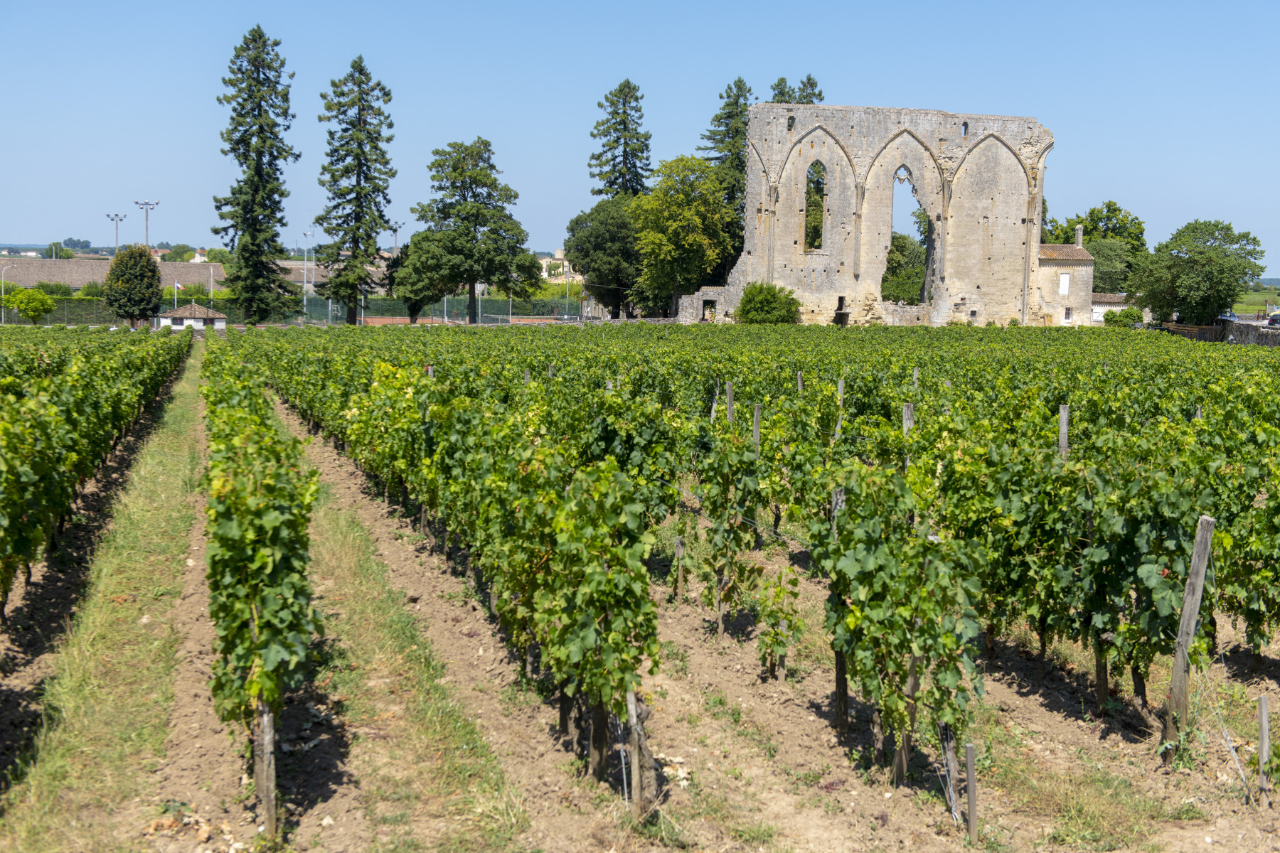 Vignoble de Saint-Emilion © Vincent Bengold
