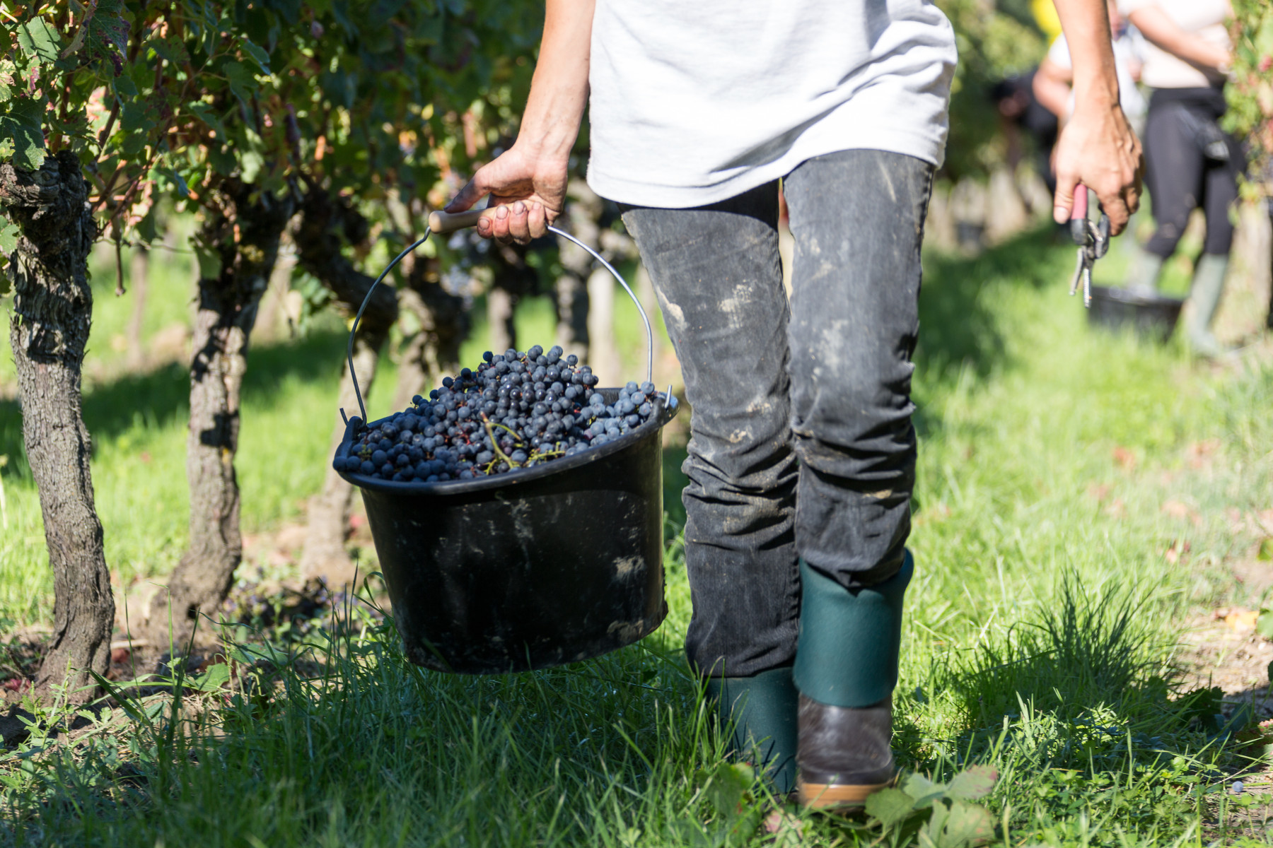 Vignobles - Vendanges