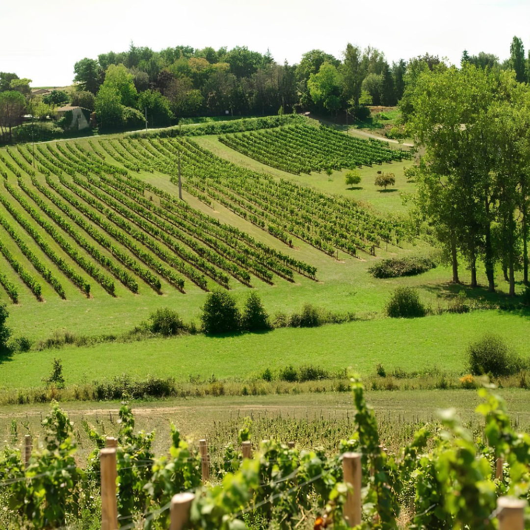 Vignoble de l'Entre-deux-Mers © Vins de Bordeaux