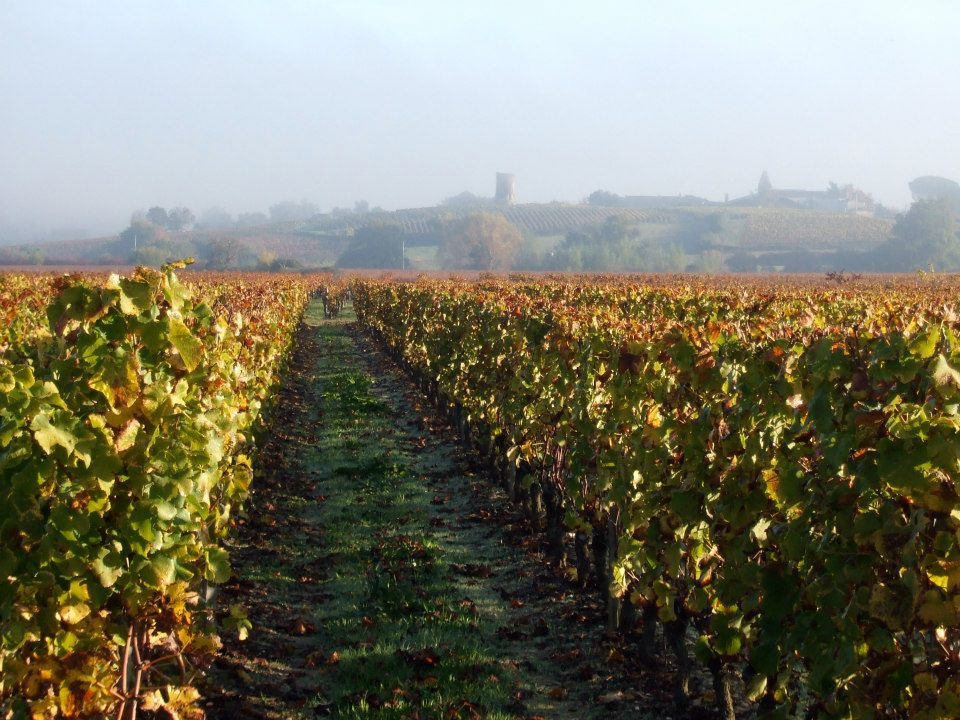 Bordeaux en Graves et Sauternes 