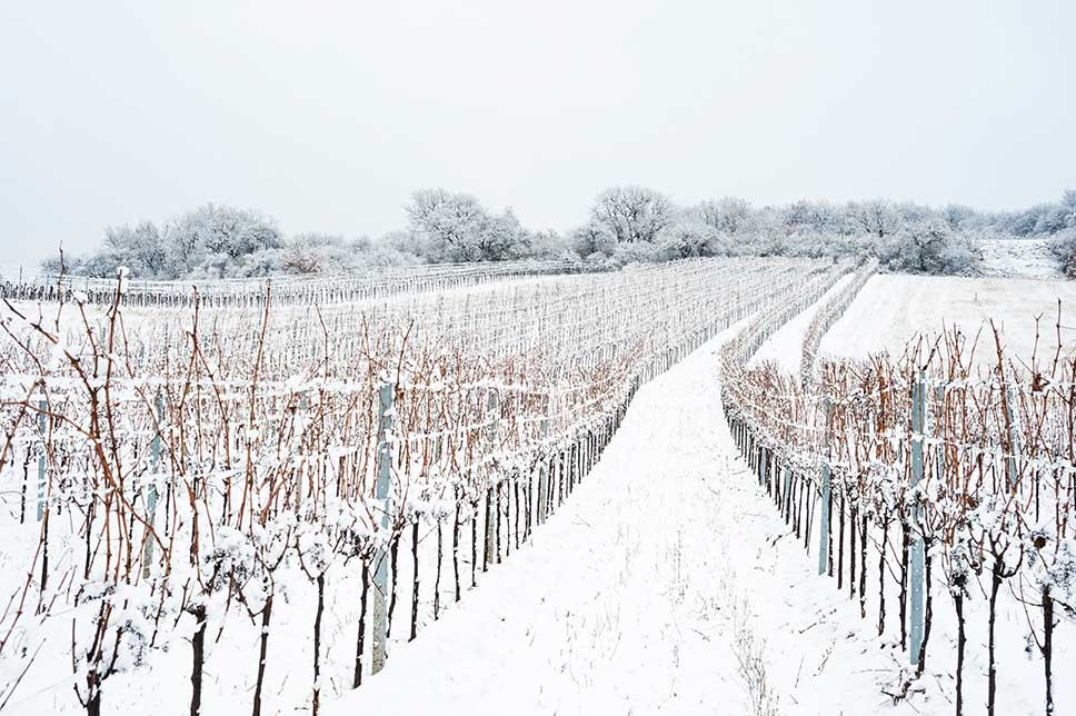 Vignes sous leur manteau d'hiver