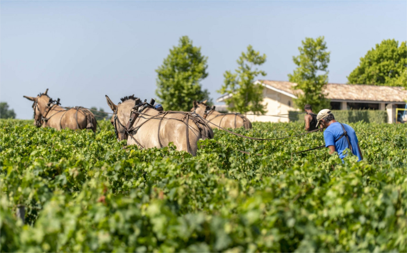 Vignoble engagé - Vincent Bengold