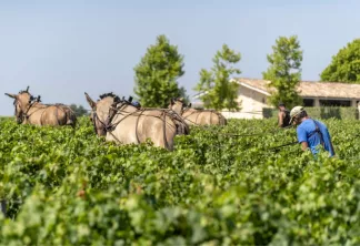 Vignoble engagé Vignoble engagé