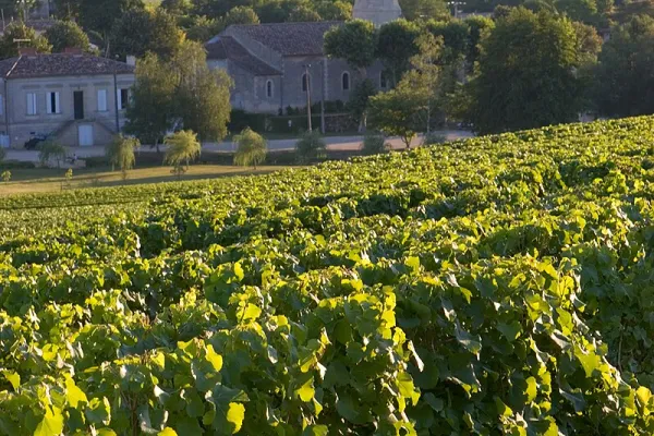 Vignoble de Sauternes - Olivier A. Vignoble de Sauternes - Olivier A.