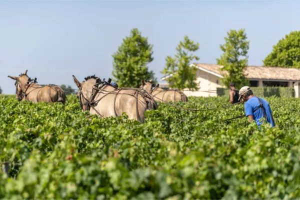 Vignoble engagé Vignoble engagé